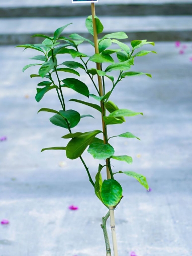 صورة ليمون حلو