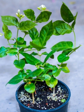 صورة ياسمين هندي