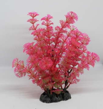 صورة زرع مائي 507 