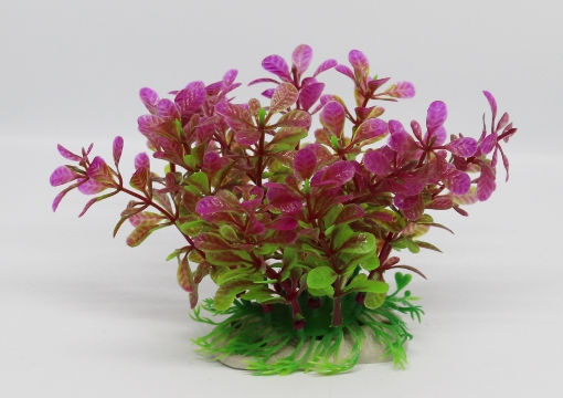 صورة زرع مائي 430 