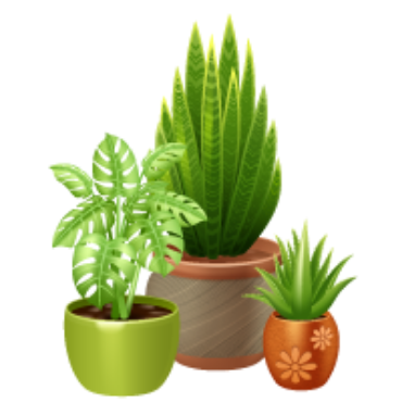 صورة لقسم النباتات الداخلية