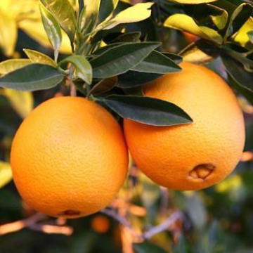 صورة شجره برتقال بو صره