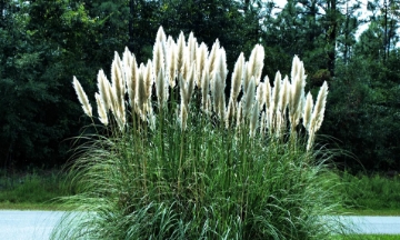 صورة نبات الحلفا