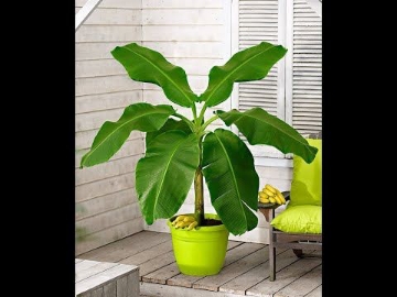 صورة شجره الموز