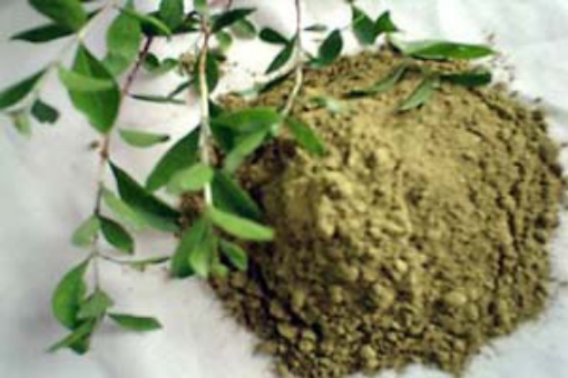 صورة شجره الحناء