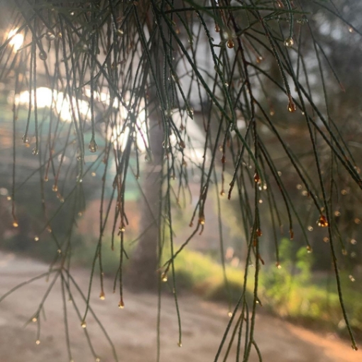 صورة شجره الاثل