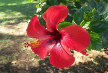 صورة نبات الكركديه