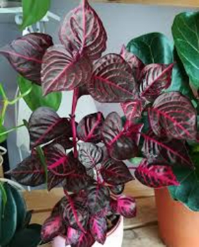 صورة ايريسين ( دم العاشق )