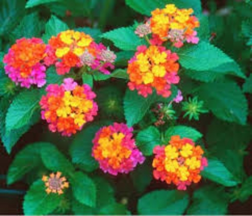 صورة نبتة لانتانا