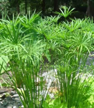 صورة امبريلا غراس