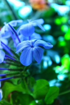 صورة الياسمين الازرق