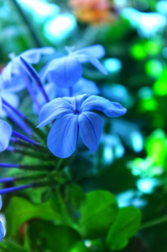 صورة الياسمين الازرق