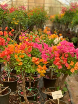 صورة مجنونه مطعمه