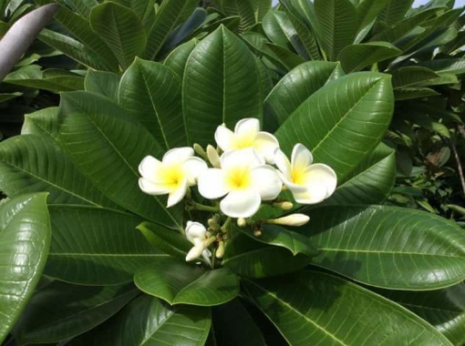 صورة فتنه هنديه