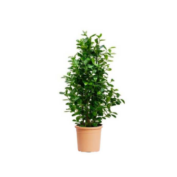 صورة فيكس باندا 