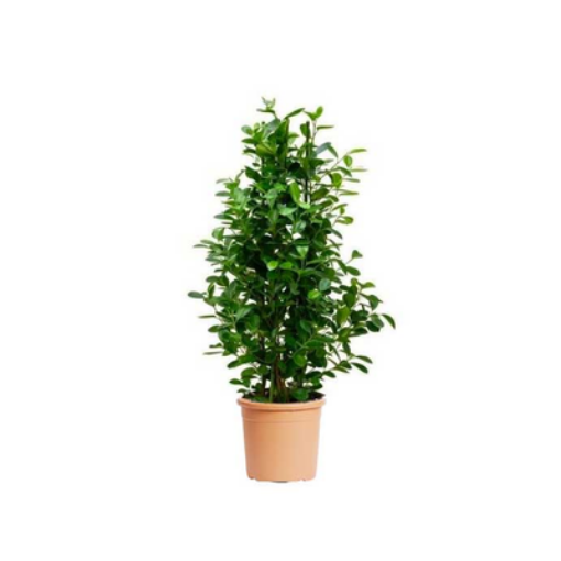 صورة فيكس باندا 