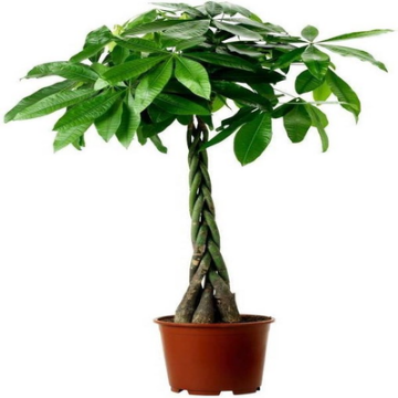 صورة باشيرا