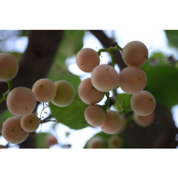 صورة البمبر