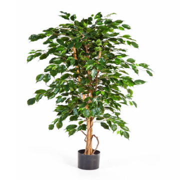 صورة فيكس بينجامين  