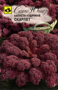 صورة بذور كيل بنفسجي