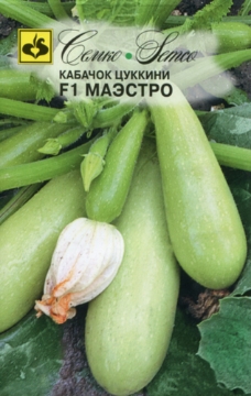 صورة بذور كوسى مايسترو