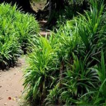 صورة بندانس %