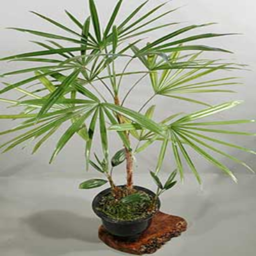 صورة نخيل الرابس %