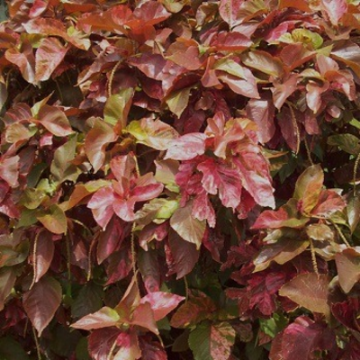 صورة النتيرا باكستاني &