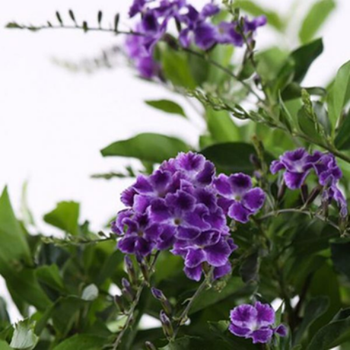 صورة الدورانتا