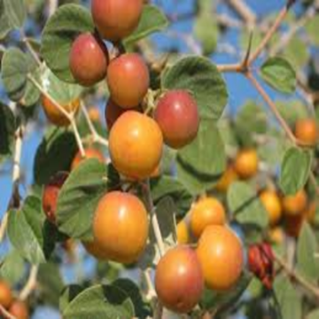 صورة سدر تفاحي مطعم