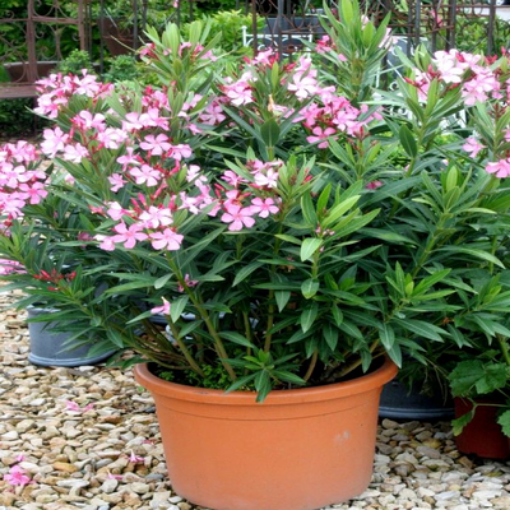 صورة الدفله