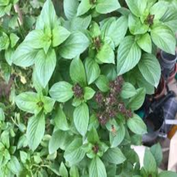 صورة مشموم بحريني