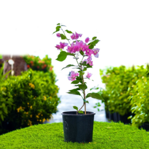 صورة مجنونه متسلقه