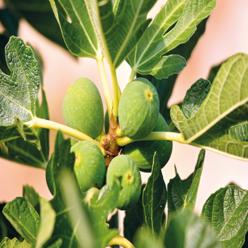 صورة شجرة التين