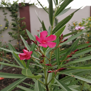 صورة دفله امريكيه