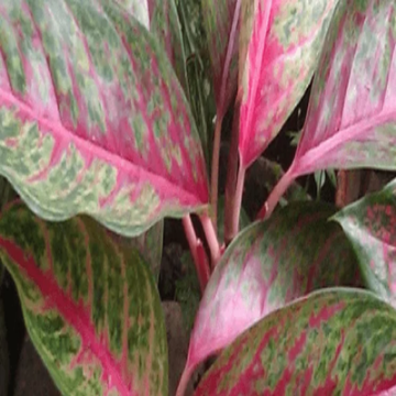 صورة التكاليفا