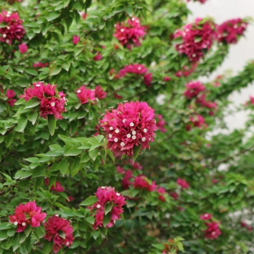 صورة مجنونه قزميه صغيره٪