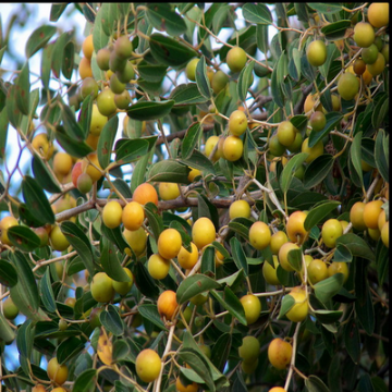 صورة سدر كويتي