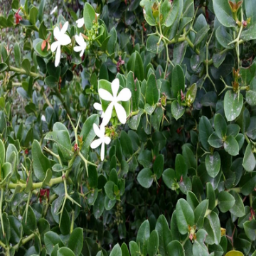 صورة كاريسا