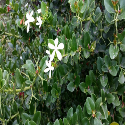 صورة كاريسا