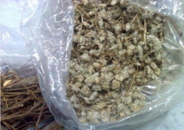 صورة رجل الأسد