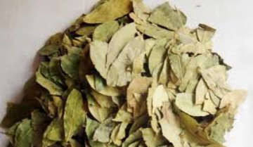 صورة ورق جوافة