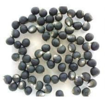 صورة OKRA-1 بذور بامية بيضاء