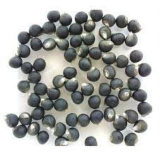 صورة OKRA-1 بذور بامية بيضاء