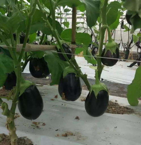 صورة seed-10 باذنجان اسود عريض