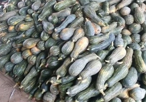 صورة SEED-9 بذور قرع عسلي