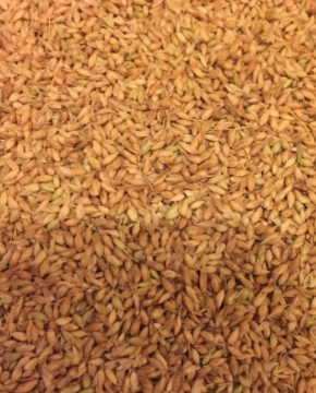 صورة بذور بلوبنك