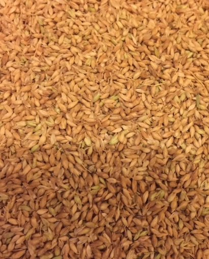 صورة بذور بلوبنك